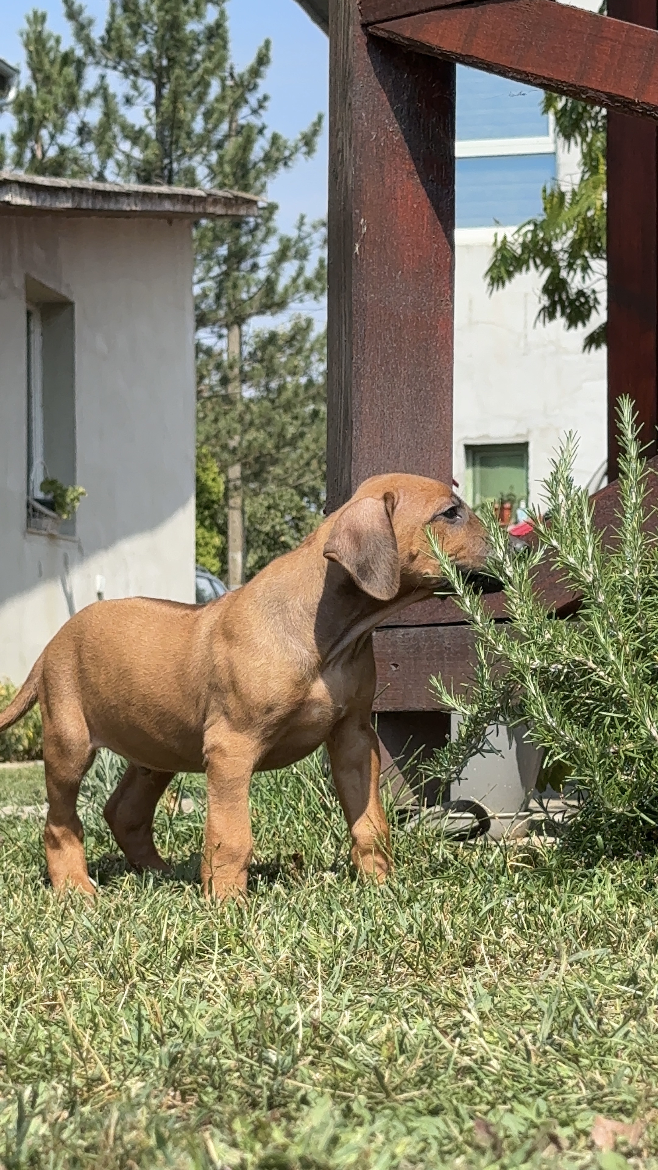 Štene rodezijskog ridžbeka stoji u bašti odgajivačnice